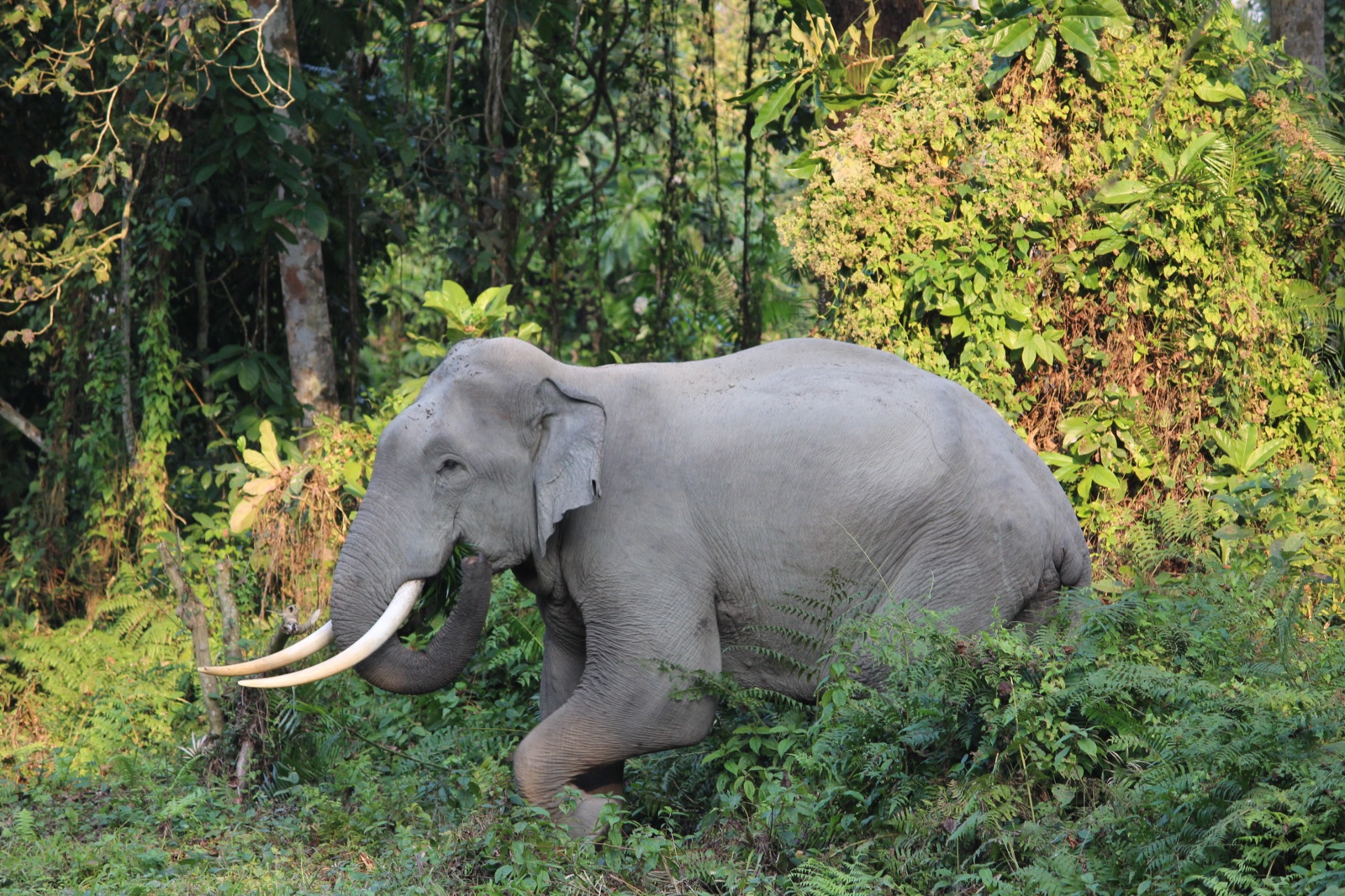 Asian elephant in a forest